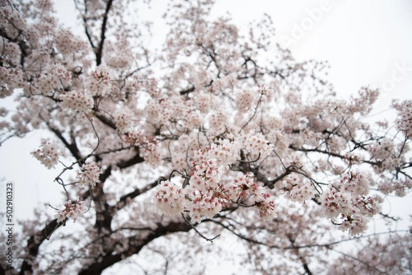 Obraz 桜がいっぱい