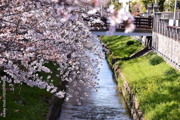 Obraz 桜