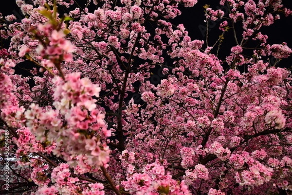 Obraz 夜桜