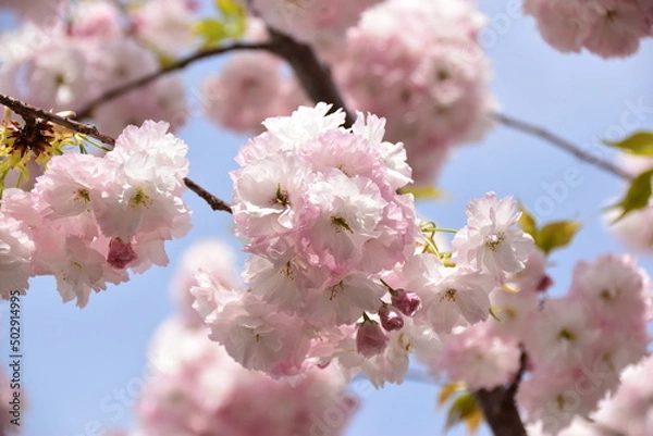 Obraz 八重桜