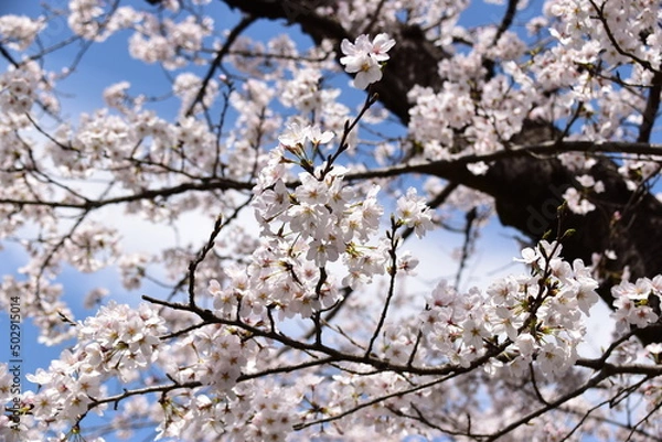 Obraz 桜