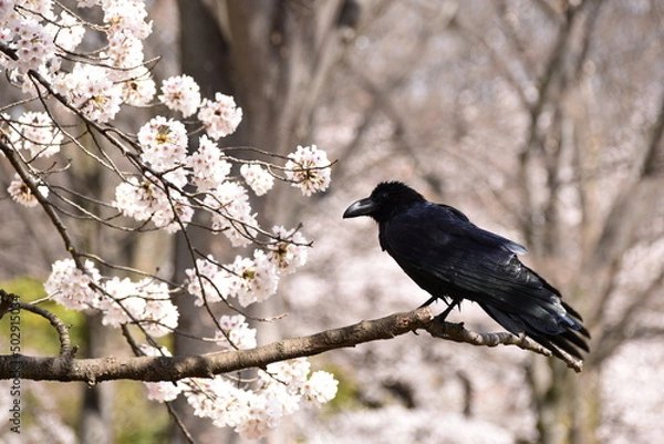 Obraz 桜とカラス