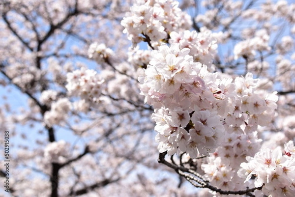 Obraz 桜