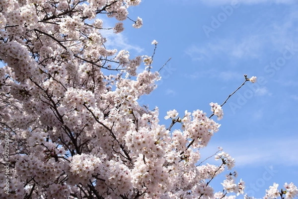 Obraz 桜