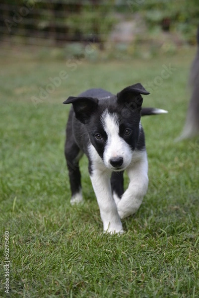 Fototapeta Border Collie Puppy