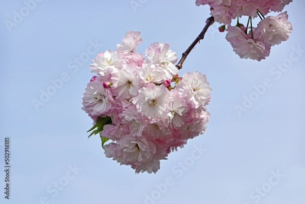 Obraz 八重桜