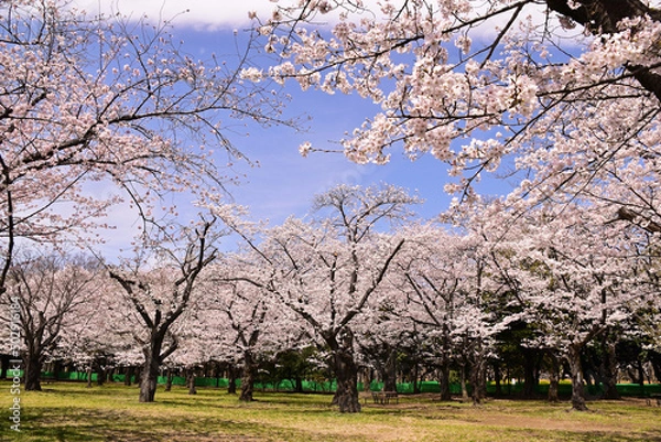 Obraz 公園の桜