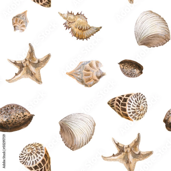 Obraz shells background