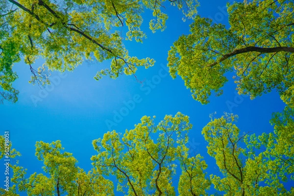 Fototapeta 新緑と木漏れ日のイメージ