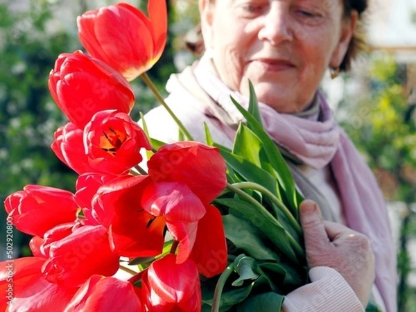 Fototapeta Red bright large tulips in the hands of an elderly woman on a natural background.