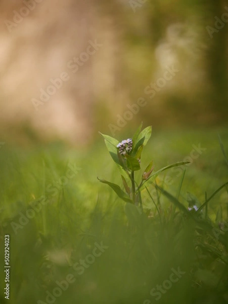 Fototapeta Flower through gras