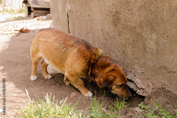 Fototapeta A dog stands on a hill and sniffs grass, found something, banner photo of interested dog