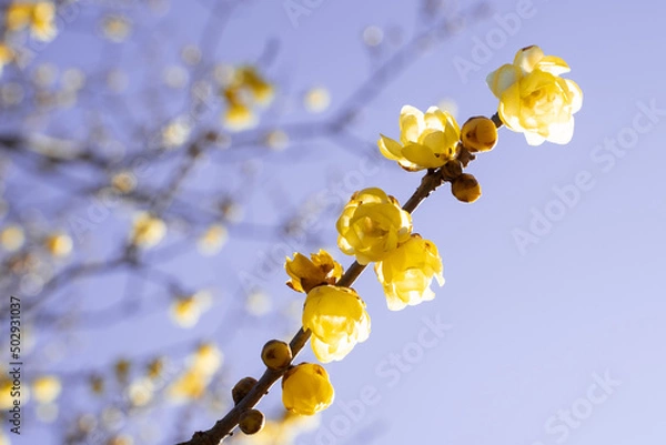 Obraz 月ヶ瀬梅林