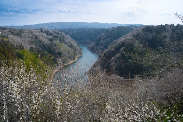 Obraz 月ヶ瀬梅林