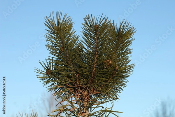 Obraz pine tree branches