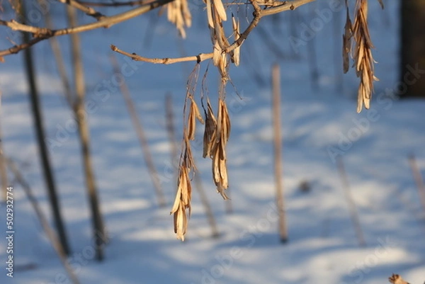 Obraz icicles on the roof