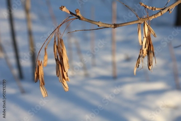 Obraz branches of a tree