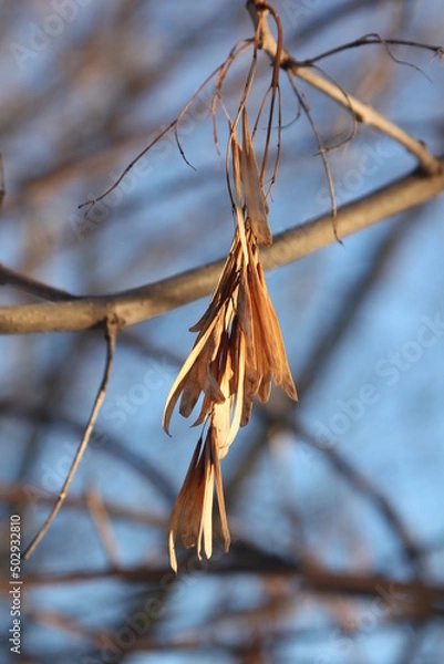 Obraz frost on the branches