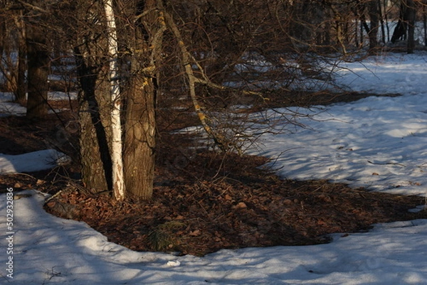 Obraz forest in winter