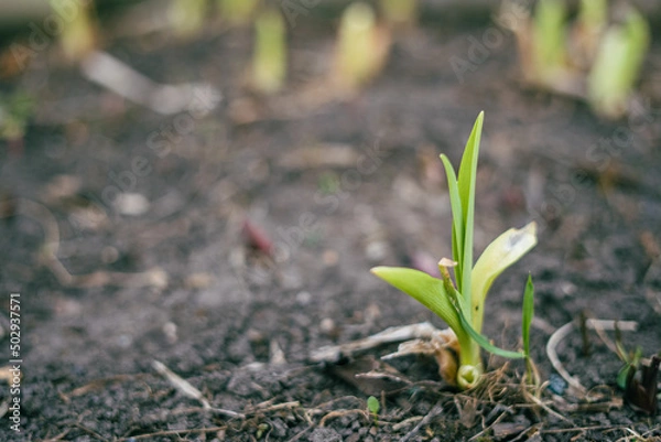 Obraz onions growing in the ground