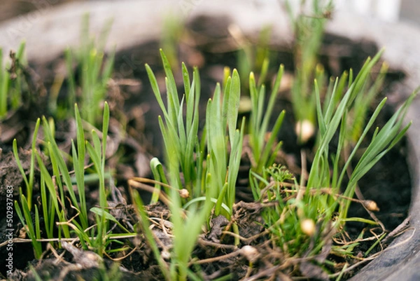 Obraz grass on the ground