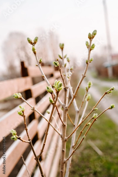 Obraz flowers in the garden