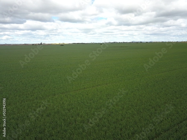 Obraz drone shot of canola before  its bloomed
