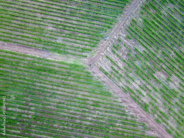 Obraz top down drone shot of a vineyard