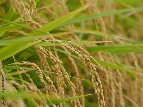 Obraz 収穫前の秋の稲穂
