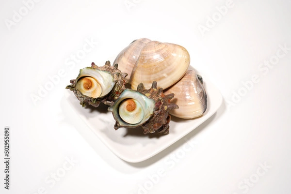 Obraz サザエとハマグリのイメージ画像