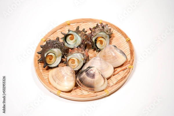 Obraz サザエとハマグリのイメージ画像	