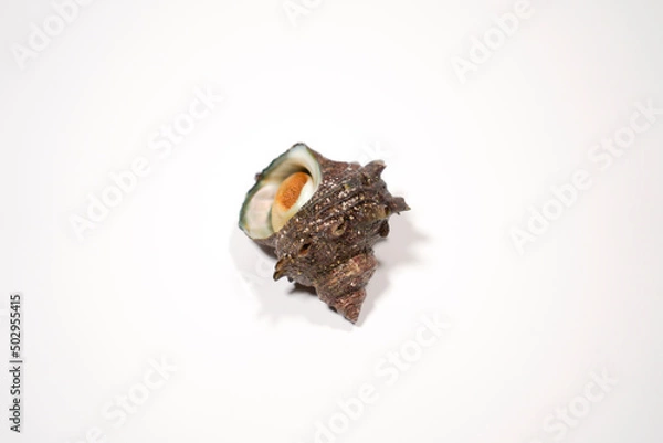 Obraz 新鮮なサザエのイメージ画像	