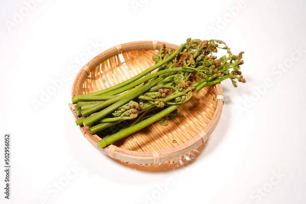 Obraz わらびのイメージ画像	