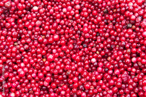 Fototapeta Red Frozen Cranberries