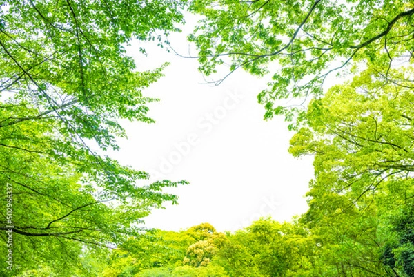 Fototapeta 新緑のフレーム