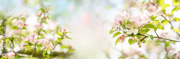 Fototapeta Apfelbaumblüten Panorama 