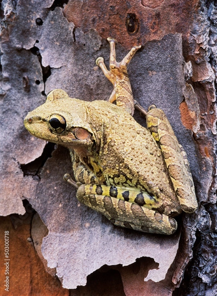 Fototapeta Cuban Tree Frog Hyla septentrionalis on Pine Tree in the Everglades