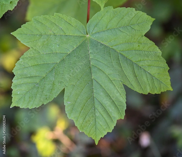 Obraz Leaf of sycamore, Enghien, Belgium