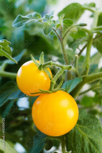 Fototapeta Yellow cherry tomatoes on a branch.