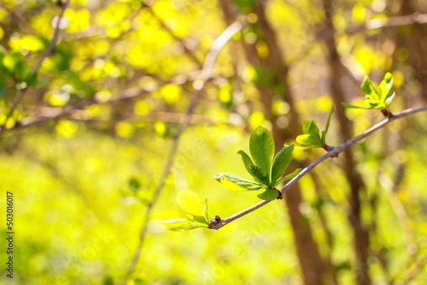 Fototapeta The first spring gentle leaves, buds and branches macro background