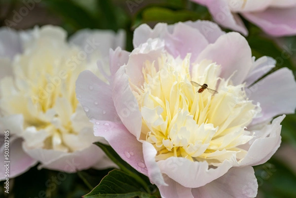 Obraz 舞鶴公園のシャクヤクL