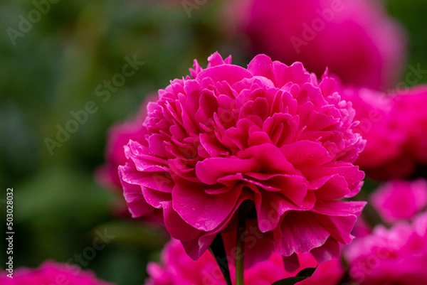 Obraz 舞鶴公園のシャクヤクC