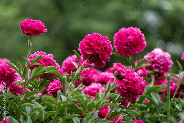 Obraz 舞鶴公園のシャクヤクB