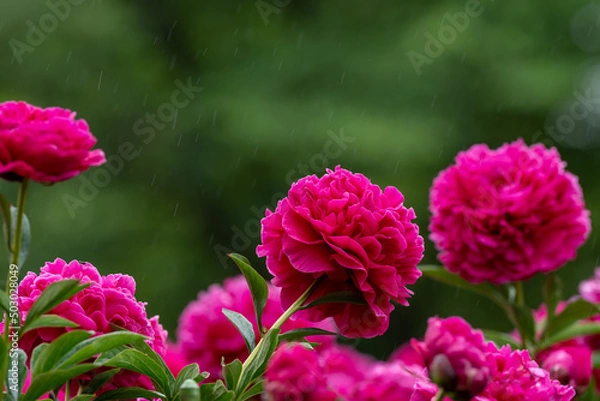 Obraz 舞鶴公園のシャクヤクA