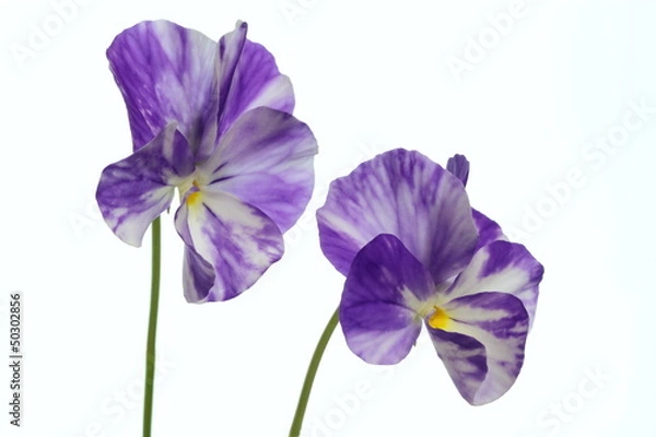 Obraz 絞り模様の美しいヴィオラ