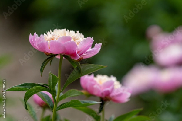 Obraz 舞鶴公園のシャクヤク1