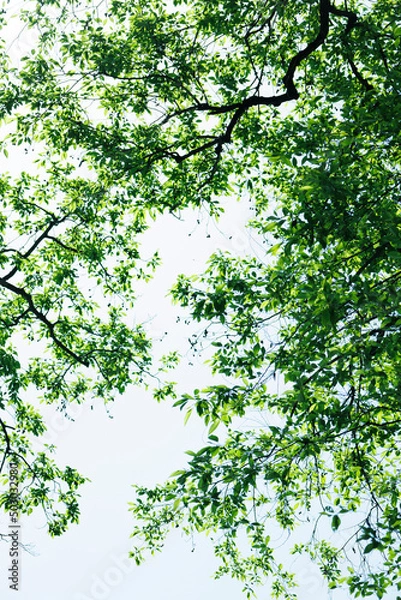 Obraz 新緑の風景