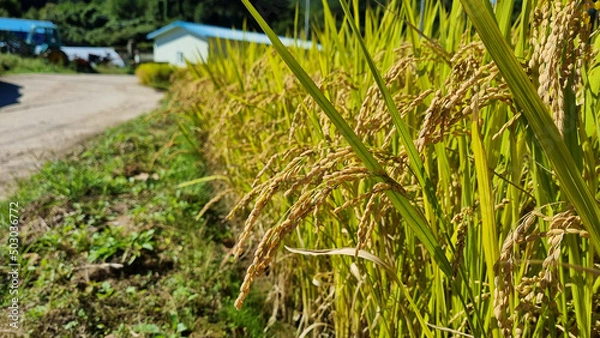 Obraz rice field