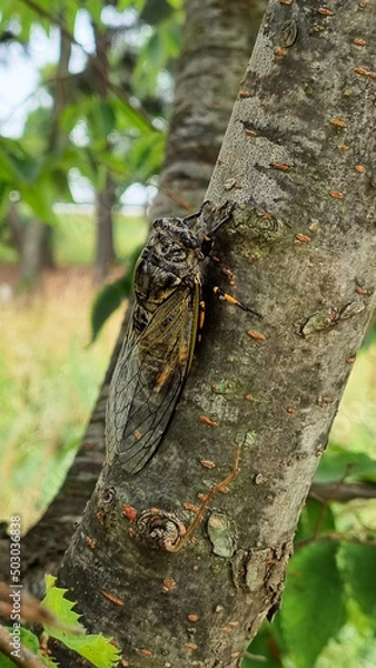 Obraz Cicada