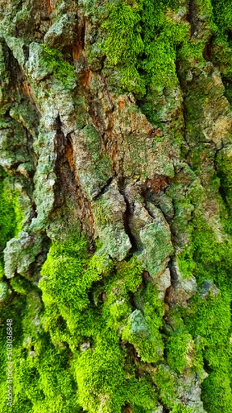 Obraz tree Texture